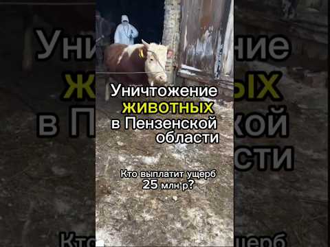 Уничтожение животных в Пензенской области. Кто выплатит 25 млн р?