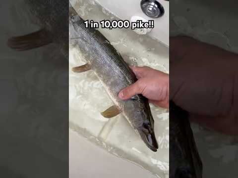 Insanely rare pike! #fishing #fish #pike #musky #rare
