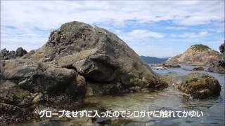 preview picture of video '南伊勢町　見江島　カヤック＆スノーケリング　2014.8.22'