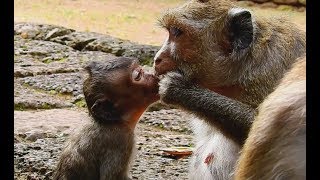 So Pity ! Lori weakness hungry so much try beg food from Maria| Old mom Amari no milk for baby Lori.