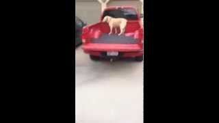 Cassie - The Protandim Dog UPDATE