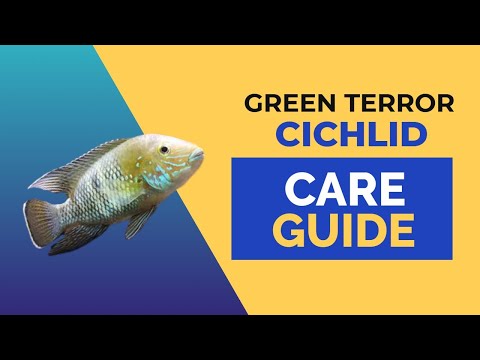 Akara zelená (Andinoacara rivulatus) — video o chove a starostlivosti