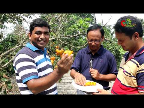 পার্সিমন(জাপানের জাতীয় ফল) বাংলাদেশে চাষ হচ্ছে- Persimon(Food of the God)