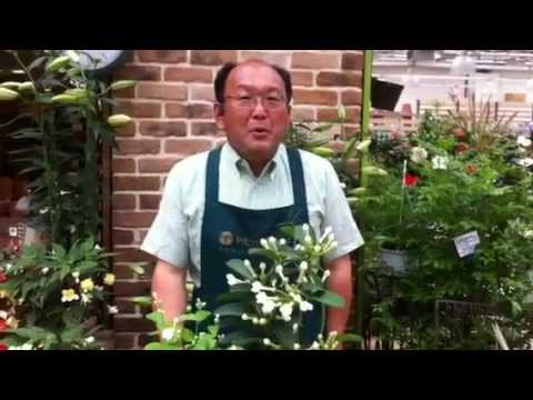 園芸 セリンガット、詩人のジャスミン