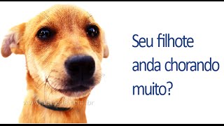 Como fazer um filhote parar de chorar [Como Fazer Filhote Parar de Chorar à Noite]