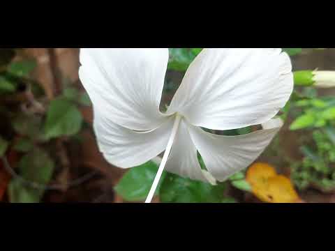 JASWANTI WHITE FLOWER #flowerplant #wildflowers #nature