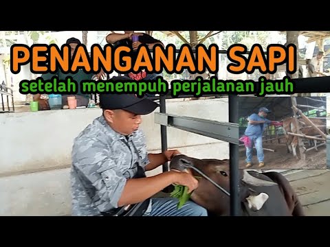 , title : 'Penanganan sapi setelah 9 hari 9 malam dalam perjalanan'