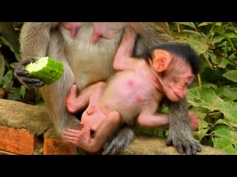 Action Clip Adorable Baby Gettie Monkey Wildlife 2021, Gettie Active Try Hard Learning to Walk