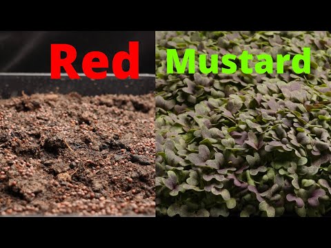 Growing Red Mustard from seed time lapse. - Micro Greens