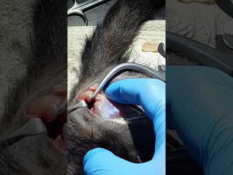 Hip luxation repair for a Cat