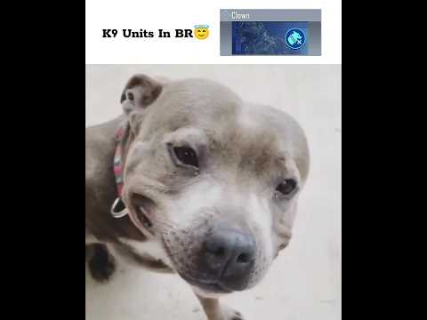 K9 Units In BR vs MP Be Like 😂