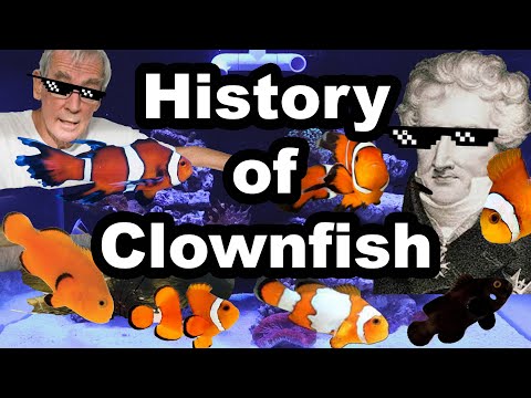 History of Designer Clownfish | Fish Tank History
