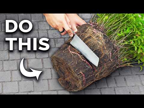 8 Basil Varieties You Might Not Know About