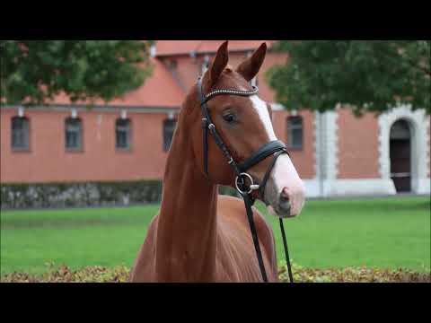 Beckham v. Brixton - Warkant