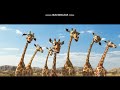 Animal United HD King Of The Road