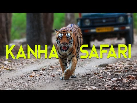 Thrilling Wildlife Encounter: Tiger and 15 Wild Dogs in Kanha Jungle