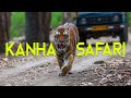 Ep 03 Thrilling Wildlife Encounter Tiger And 15 Wild Dogs In Kanha Jungle