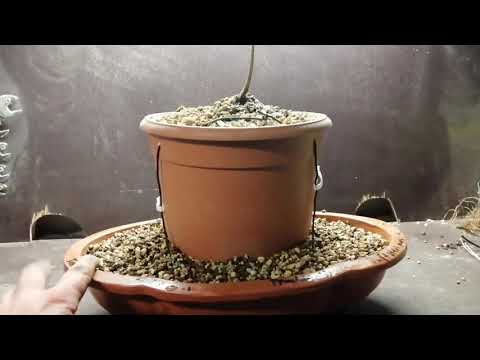 Acer buergerianum ( Dreispitzahorn) Seki-joju