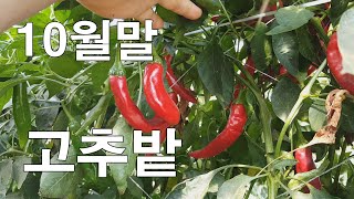 10월말 고추밭 Red peppers  in late October.