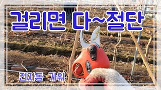 #포도나무 #전정작업 #샤인머스켓 포도밭을 깨끗하게 이발합니다. 새로운 시작이네요!