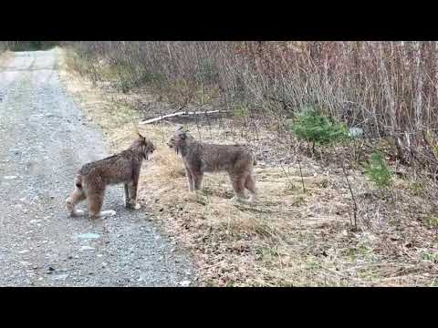 CAUGHT ON CAMERA: Lynx stare down over territory