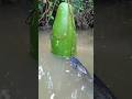 Unique Trapping Fishing System With, big gourd bait#fish_traps#video
