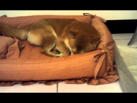 試床記~SAKE篇(原發表者:毛豆姐)(影片)