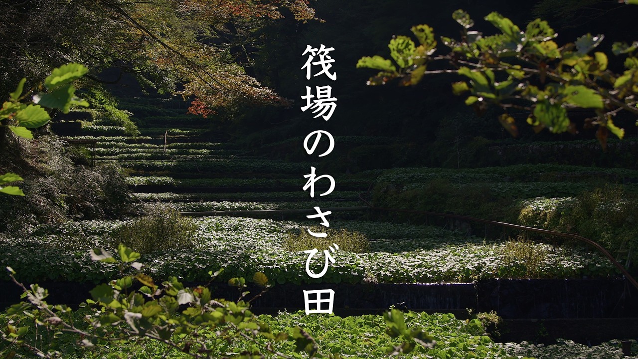 Ikadaba Wasabi Field