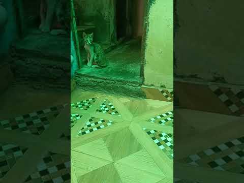 Cute cat afraid of Tejas 😆😆😆