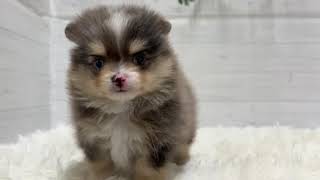 ハーフ犬の動画01