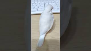 カメラに気づいてスサーからの飛びつき🕊️ #文鳥