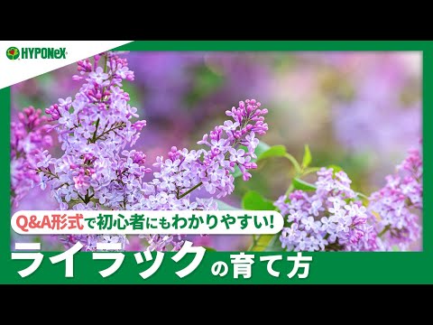 小葉の秋ライラック 植物