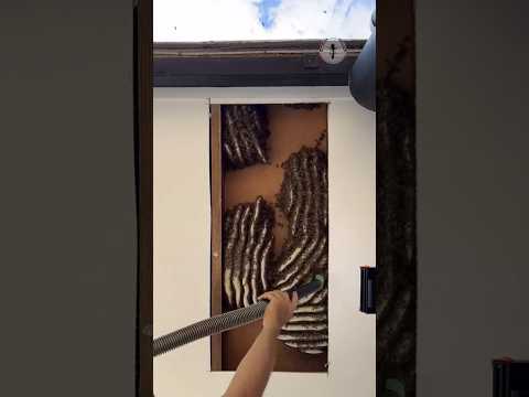 Unexpected Guests in the Ceiling! 🐝 | A Heartwarming Bee Rescue#fact