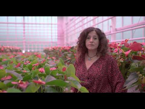 Greenhouse2030 explained in 7 steps: Potanthurium