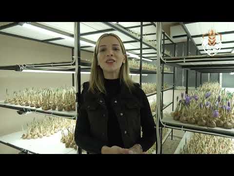 50m² Odada Servet Kazandıran Yöntem! 💰 | Topraksız Safran Yetiştiriciliği