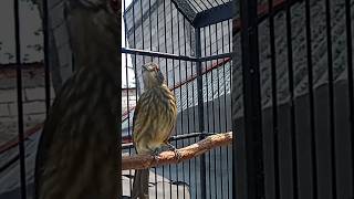 Download lagu Burung Bayeman Gacor mp3 Download lagu Burung Bayeman Gacor mp3