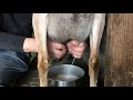 Meet Jasmine Our Milk Goat