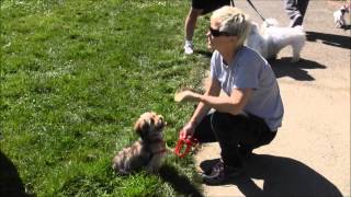 Training your dog not to bark at people -  The Pooch Coach