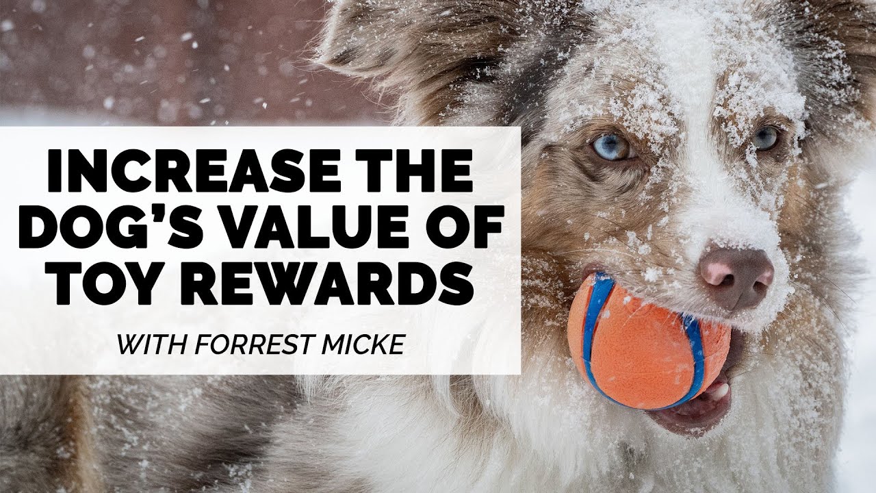 Forrest Micke on How to Increase the Dog's Value of Toy Rewards