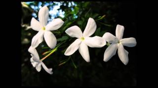 Night Blooming Jasmine  (demo version)  BRIAN WILSON