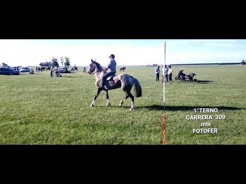 1°TERNO...CARRERA 300 MTS..PUNTAS DE  CINCO SAUCE  TACUAREMBO