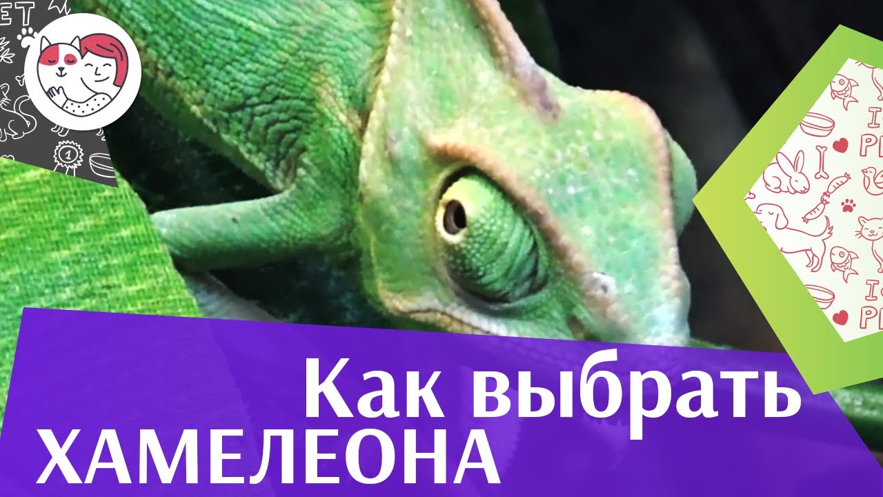 Выбираем хамелеона на ilikepet