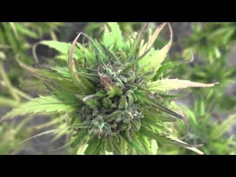 The 3 Sisters!! Master Kush (Nirvana) very close to harvest!