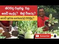 How To Grow Nokol In A Pot බඳුනක නෝකෝල් වවමුද Ceylon Agri Episode 44