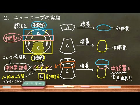 生物インスピレーションとしての珪藻