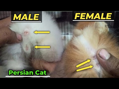 How to check cat male or female | How to know cat male or female