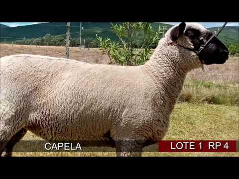 Lote 1 Ovejas en San José