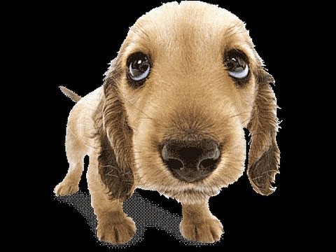 Asatanbudoskutyaja’s Video 116724895075 GqMNUPx3MJM