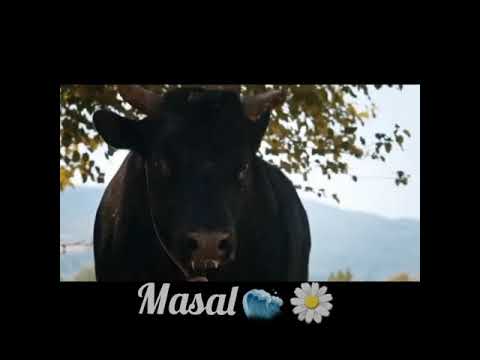 Ezo💜Harun klip #ezhar #short #ismailegeşaşmaz #sevdaerginci