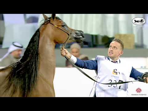 N 337 MUNEFA ALHAMAD   Kuwait Purebred Arabian Horses Show 2022   Mares 4 6 Years Old Class 6A